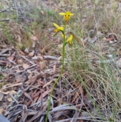 Diuris sulphurea (Tiger Orchid) at Bungendore, NSW - 12 Nov 2023 by clarehoneydove