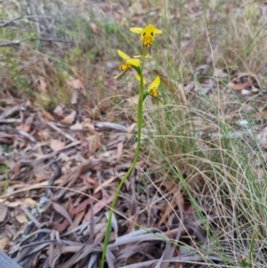 Diuris sulphurea at QPRC LGA - 12 Nov 2023