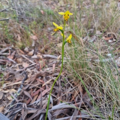 Diuris sulphurea (Tiger Orchid) at Bungendore, NSW - 12 Nov 2023 by clarehoneydove