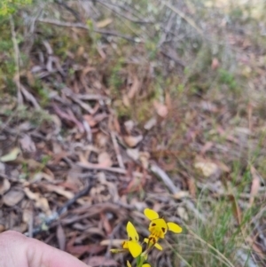 Diuris sulphurea at QPRC LGA - 12 Nov 2023