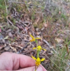 Diuris sulphurea at QPRC LGA - 12 Nov 2023