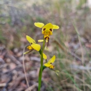 Diuris sulphurea at QPRC LGA - 12 Nov 2023