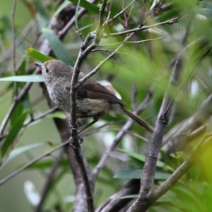 Acanthiza pusilla at Wollondilly Local Government Area - 10 Nov 2023