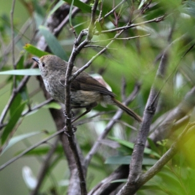 Acanthiza pusilla (Brown Thornbill) at Bargo, NSW - 10 Nov 2023 by Freebird