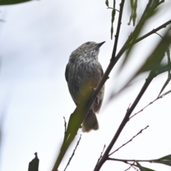 Acanthiza pusilla at Wollondilly Local Government Area - 10 Nov 2023 01:22 PM