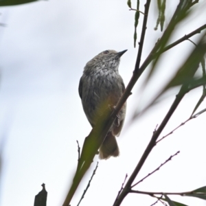 Acanthiza pusilla at Wollondilly Local Government Area - 10 Nov 2023