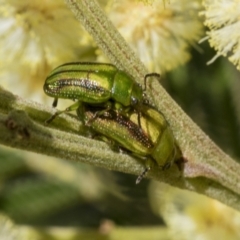 Calomela juncta (Leaf beetle) at Belconnen, ACT - 3 Nov 2023 by AlisonMilton