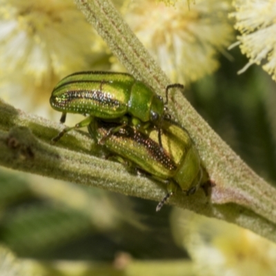 Calomela juncta (Leaf beetle) at The Pinnacle - 2 Nov 2023 by AlisonMilton