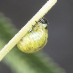 Calomela (genus) (Acacia leaf beetle) at Belconnen, ACT - 3 Nov 2023 by AlisonMilton