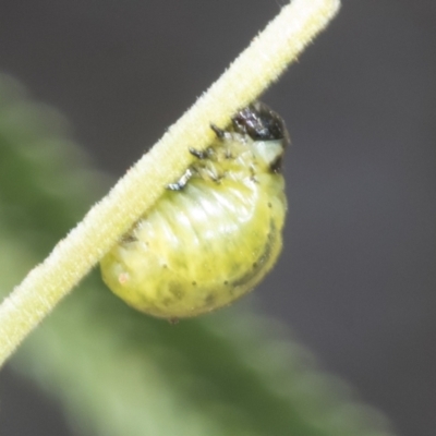 Calomela (genus) (Acacia leaf beetle) at Belconnen, ACT - 3 Nov 2023 by AlisonMilton