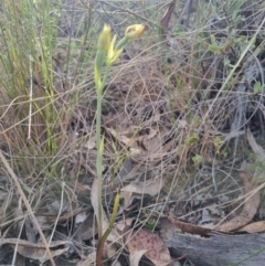 Calochilus montanus (Copper Beard Orchid) at Bungendore, NSW - 12 Nov 2023 by clarehoneydove
