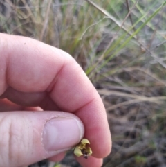 Calochilus montanus at QPRC LGA - suppressed