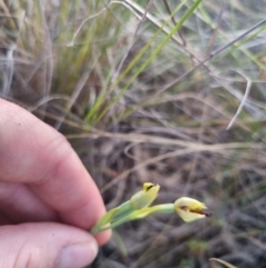 Calochilus montanus at QPRC LGA - suppressed