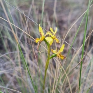 Diuris sulphurea at QPRC LGA - suppressed