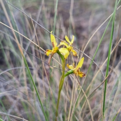 Diuris sulphurea (Tiger Orchid) at Bungendore, NSW - 12 Nov 2023 by clarehoneydove