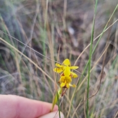 Diuris sulphurea at QPRC LGA - suppressed