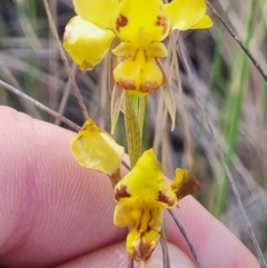 Diuris sulphurea at QPRC LGA - suppressed