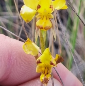 Diuris sulphurea at QPRC LGA - suppressed