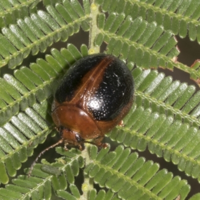 Dicranosterna immaculata (Acacia leaf beetle) at Belconnen, ACT - 3 Nov 2023 by AlisonMilton