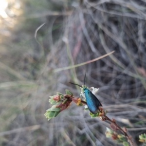 Pollanisus (genus) at QPRC LGA - 12 Nov 2023