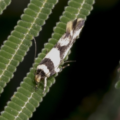 Macrobathra aphristis (A Gelechioid moth) at Belconnen, ACT - 3 Nov 2023 by AlisonMilton