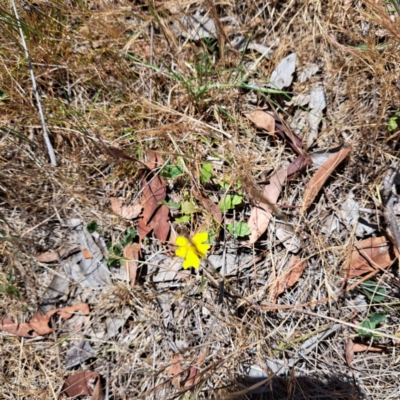 Goodenia pinnatifida (Scrambled Eggs) at Justice Robert Hope Reserve (JRH) - 10 Nov 2023 by abread111