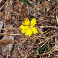 Goodenia pinnatifida at Justice Robert Hope Reserve (JRH) - 10 Nov 2023