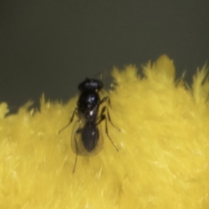Chalcidoidea (superfamily) at Blue Devil Grassland, Umbagong Park (BDG) - 10 Nov 2023