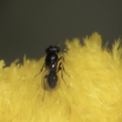 Chalcidoidea (superfamily) (A gall wasp or Chalcid wasp) at Latham, ACT - 10 Nov 2023 by kasiaaus