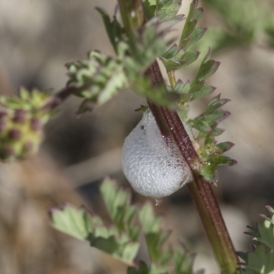 Aphrophorinae (subfamily) (Unidentified spittlebug) at The Pinnacle - 2 Nov 2023 by AlisonMilton