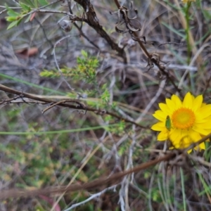 Ocirrhoe unimaculata at QPRC LGA - suppressed