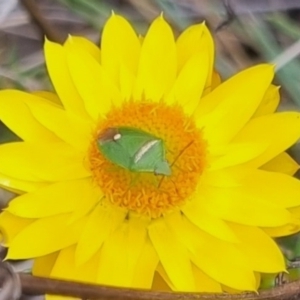 Ocirrhoe unimaculata at QPRC LGA - suppressed