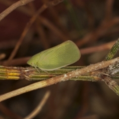 Siphanta acuta (Green planthopper, Torpedo bug) at Belconnen, ACT - 3 Nov 2023 by AlisonMilton