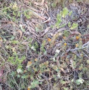 Pimelea linifolia subsp. caesia at QPRC LGA - 12 Nov 2023