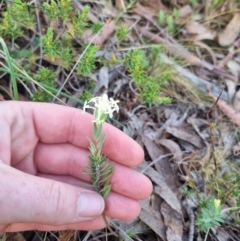 Pimelea linifolia subsp. caesia at QPRC LGA - 12 Nov 2023
