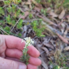 Pimelea linifolia subsp. caesia at QPRC LGA - 12 Nov 2023