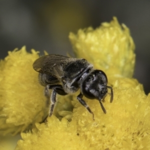 Lasioglossum (Chilalictus) sp. (genus & subgenus) at Latham, ACT - 10 Nov 2023 03:50 PM