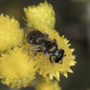 Lasioglossum (Chilalictus) sp. (genus & subgenus) at Latham, ACT - 10 Nov 2023 03:50 PM