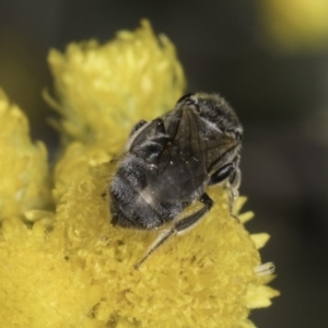 Lasioglossum (Chilalictus) sp. (genus & subgenus) at Latham, ACT - 10 Nov 2023 03:50 PM