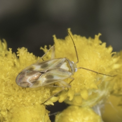 Miridae (family) (Unidentified plant bug) at Latham, ACT - 10 Nov 2023 by kasiaaus