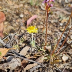 Leucochrysum albicans subsp. albicans (Hoary Sunray) at Bungendore, NSW - 12 Nov 2023 by clarehoneydove