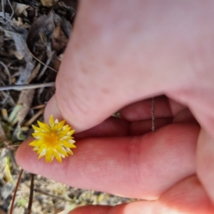 Leucochrysum albicans subsp. albicans at QPRC LGA - 12 Nov 2023