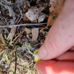 Leucochrysum albicans subsp. albicans at QPRC LGA - 12 Nov 2023