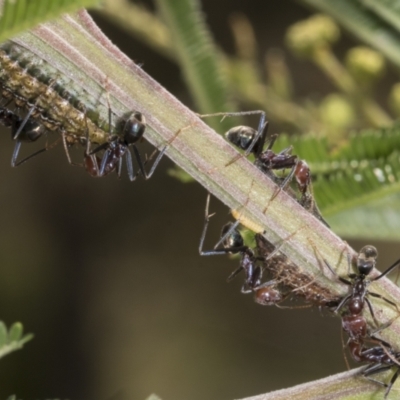 Jalmenus ictinus (Stencilled Hairstreak) at Belconnen, ACT - 3 Nov 2023 by AlisonMilton