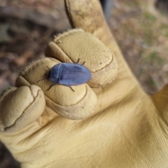 Pterohelaeus sp. (genus) (Pie-dish beetle) at Bungendore, NSW - 12 Nov 2023 by clarehoneydove