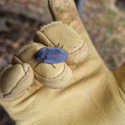Pterohelaeus sp. (genus) (Pie-dish beetle) at Bungendore, NSW - 12 Nov 2023 by clarehoneydove