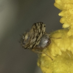 Austrotephritis poenia (Australian Fruit Fly) at Latham, ACT - 10 Nov 2023 by kasiaaus