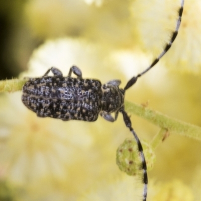 Ancita sp. (genus) (Longicorn or longhorn beetle) at Belconnen, ACT - 3 Nov 2023 by AlisonMilton