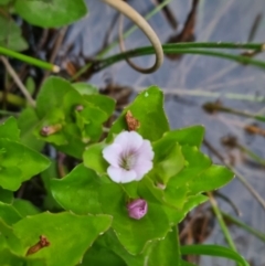 Gratiola peruviana (Australian Brooklime) at Bungendore, NSW - 11 Nov 2023 by clarehoneydove