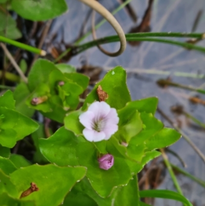 Gratiola peruviana (Australian Brooklime) at QPRC LGA - 11 Nov 2023 by clarehoneydove